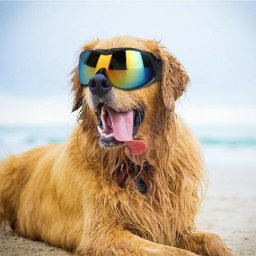 Tumalagia - Lunettes de soleil uv pour chiens de grande taille et moyenne