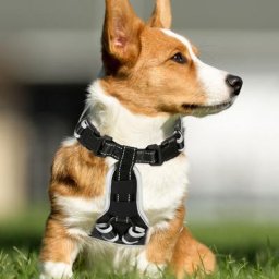 Randaco Harnais pour chiens LED Harnais pour chiots Harnais lumineux anti-fugue S - Noir