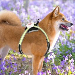 Randaco - Harnais pour chien led Respirant Harnais de poitrine led Modes d'éclairage réfléchissant