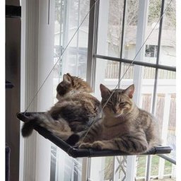 Hamac chat fenetre,Pour grands chats jusqu'à 25 kg,Bain de soleil,Lit pour animaux de