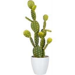 Figuier de barbarie vert h. 57 cm - Blanc