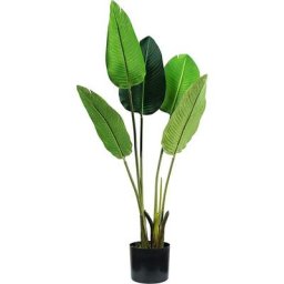 Strelitzia plant h. 100 cm 5 feuilles