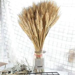 100pcs Bl Sch Bouquets Gerbes De Bl Sches Naturelles Bunche De Tiges De Bl Sches