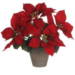 Poinsettia rouge avec pot gris 27x35cm