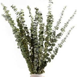 Lot de 12-14 eucalyptus naturels séchés, bouquet de fleurs naturelles séchées de 40-60 cm pour la