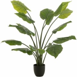 Taro sauvage en pot plastique vert h. 123 cm - Vert