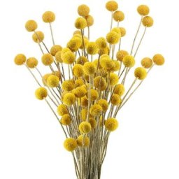 30 Tiges Craspedia Fleur Sechees Naturel Bouquet Fleurs de Craspedia Séchées Jaune Billy Button