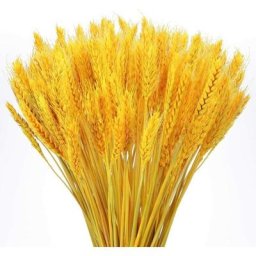 Golden - 100 fleurs de blé séchées naturelles Bouquet de fleurs séchées naturelles Bouquet de