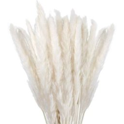 Herbe de la Pampa Sechees Decoration Lot de 30,Fleurs Séchées Naturelles 45cm Blanche, Fleur de