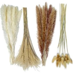 Herbe de la Pampa Naturelle séchée 80pcs,15Pcs Blanc 15Pcs Brun 30Pcs Roseau 20Pcs Queue de Lapin,