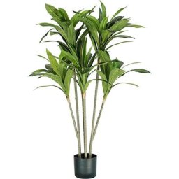 Dracaena plant h. 130 cm 88 feuilles