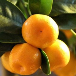 Mandarine nain calamondino dans un vase de 15CM