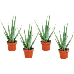 Plant In A Box - Aloe Vera - Set de 4 - Succulentes - Pots 10,5cm - Hauteur 25-40cm