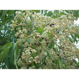 Arbre à miel evodia (1 plante)