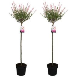 Salix 'Flamingo' - Set de 2 - Saule crevette - Pot 21cm - Hauteur 110-120cm
