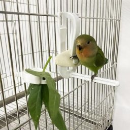 Clip d'alimentation multifonctionnel pour oiseaux Clip d'alimentation pour perroquet fruits
