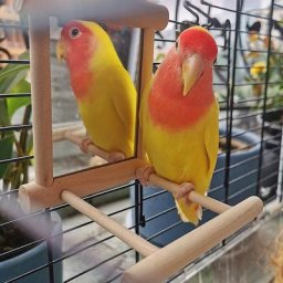 Miroir d'oiseau avec perchoir perchoir support de jouet perroquet perruches calopsittes