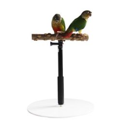 Support de bureau réglable en bois pour perroquet support d'entraînement pour oiseaux de compagnie