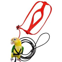 Harnais pour perroquet oiseau laisse réglable corde d'entraînement Anti-morsure sangles de