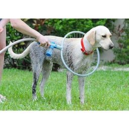 Outil de bain pour animaux de compagnie pulvérisateur de douche pour animaux de compagnie