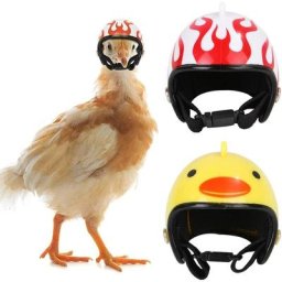 Chapeau De Casque De Poulet Casques pour Animaux De Compagnie Petit Casque De Poulet Oiseau Chapeau