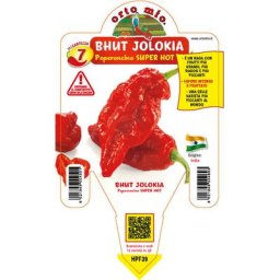 Super hot big naga assam bhut piment jolokia (en pot ø 14CM)