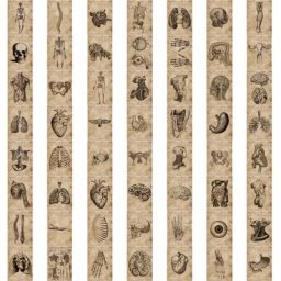 Autocollants d'anatomie et de physiologie vintage affiche de structure du corps décalcomanies