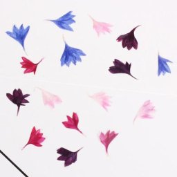 PMurcia-Fleurs séchées pour décoration de téléphone 20 pièces en résine pour nail art DIY offre