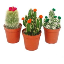 Exotenherz - Cactus set - 3 plantes différentes dans un pot de 5,5 cm avec des fleurs de paille