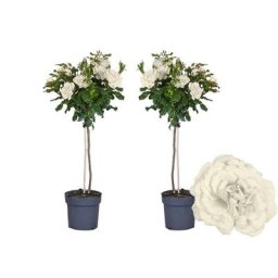 Plant In A Box - Rosa Palace 'Kailani' - Set de 2 - Rosiers tiges - Pot 19cm - Hauteur 80-100cm