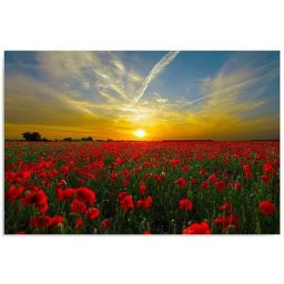 Tableau coquelicots au coucher du soleil - 70 x 50 cm - Rouge