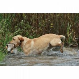 SportDOG - Systeme avec Collier de Dressage pour Chien, avec Télécommande, Submersible, 7 Niveaux