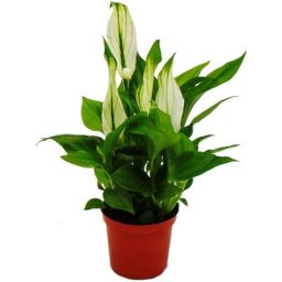 Exotenherz - Mini Spathiphyllum - mini feuille simple - pot 7cm - plante d'intérieur