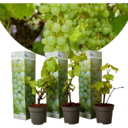Plants de Raisin - Set de 3 - Vitis Vinifera - Blanc - Pot 9cm - Hauteur 25-40cm
