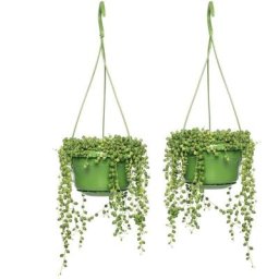 Plant In A Box - Senecio Rowleyanus - Set de 2 - Cordon de perles - Pot 12cm - Hauteur 10-20cm
