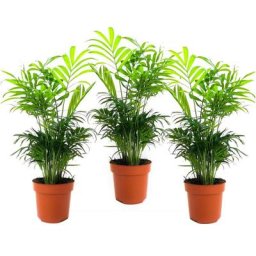 Plant In A Box - Chamaedorea elegans - Set de 3 - Palmiers nains - Top 12cm - Hauteur 30-40cm