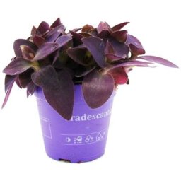 Exotenherz - Fleur à trois mâts - Tradescantia pallida - plante d'intérieur suspendue facile