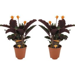 Plant In A Box - Calathea Crocata - Set de 2 - Purificateur d'air - Pot 14cm - Hauteur 40-50cm