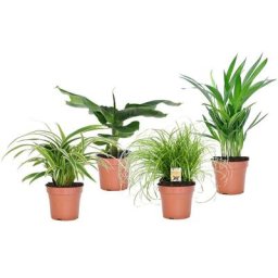 Plant In A Box - Plantes d'intérieur amies des animaux - Mix de 4 - Pot 12cm - Hauteur 20-40cm