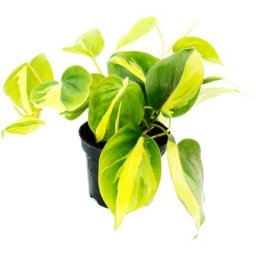 Exotenherz - Philodendron scandens Brasil - Arbre grimpant ami - bicolore - pot 12cm