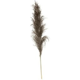 Atmosphera - Pampas Nature Brune x 3 h 110 créateur d'intérieur - Marron