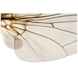 Shapingwaves Insects & Swarms