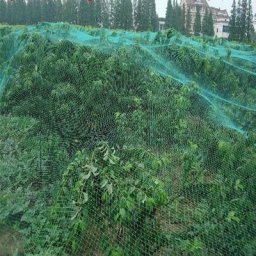 Filet Anti-Oiseaux Vert, Filet de Protection Anti Oiseaux et Animaux Filet Jardin Idéal pour Arbre,