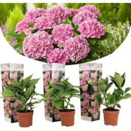 Hydrangea macrophylla - Rose - Set de 3 - Hortensia - Pot 9cm - Hauteur 25-40cm