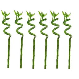Dracaena sanderiana - Set de 6 - Lucky Bamboo - Hauteur 40-50cm