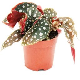 Exotenherz - Polka-Dot Begonia - Mini - Truite Begonia - Begonia maculata wightii - 7cm