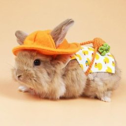 Ensemble de vêtements pour animaux de compagnie lapin Costume cochon d'inde boucle d'oreille