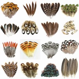 Plumes de paon et de faisan naturelles pour l'artisanat plumes d'autruche pour la fabrication de