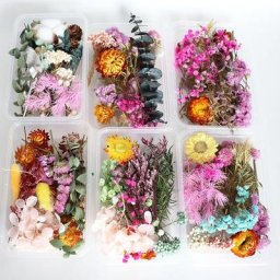 Véritables fleurs séchées naturelles pour l'artisanat d'art plusieurs fleurs colorées mélangées