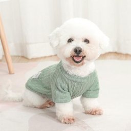 Pull monochrome pour animaux de compagnie vêtements pour chiens chemise à fond multicolore